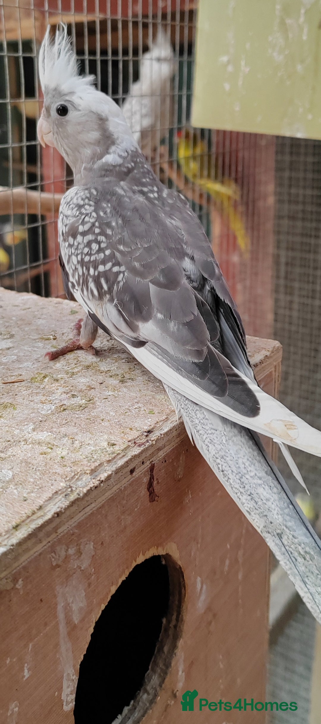 Cockatiels birds for sale: Young aviary bred Cockatiels  - Image 9