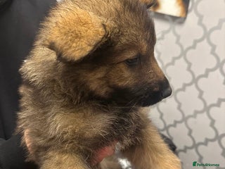 German Shepherd dogs Rockforce Long Haired German Shepherd Puppies - Advert 13