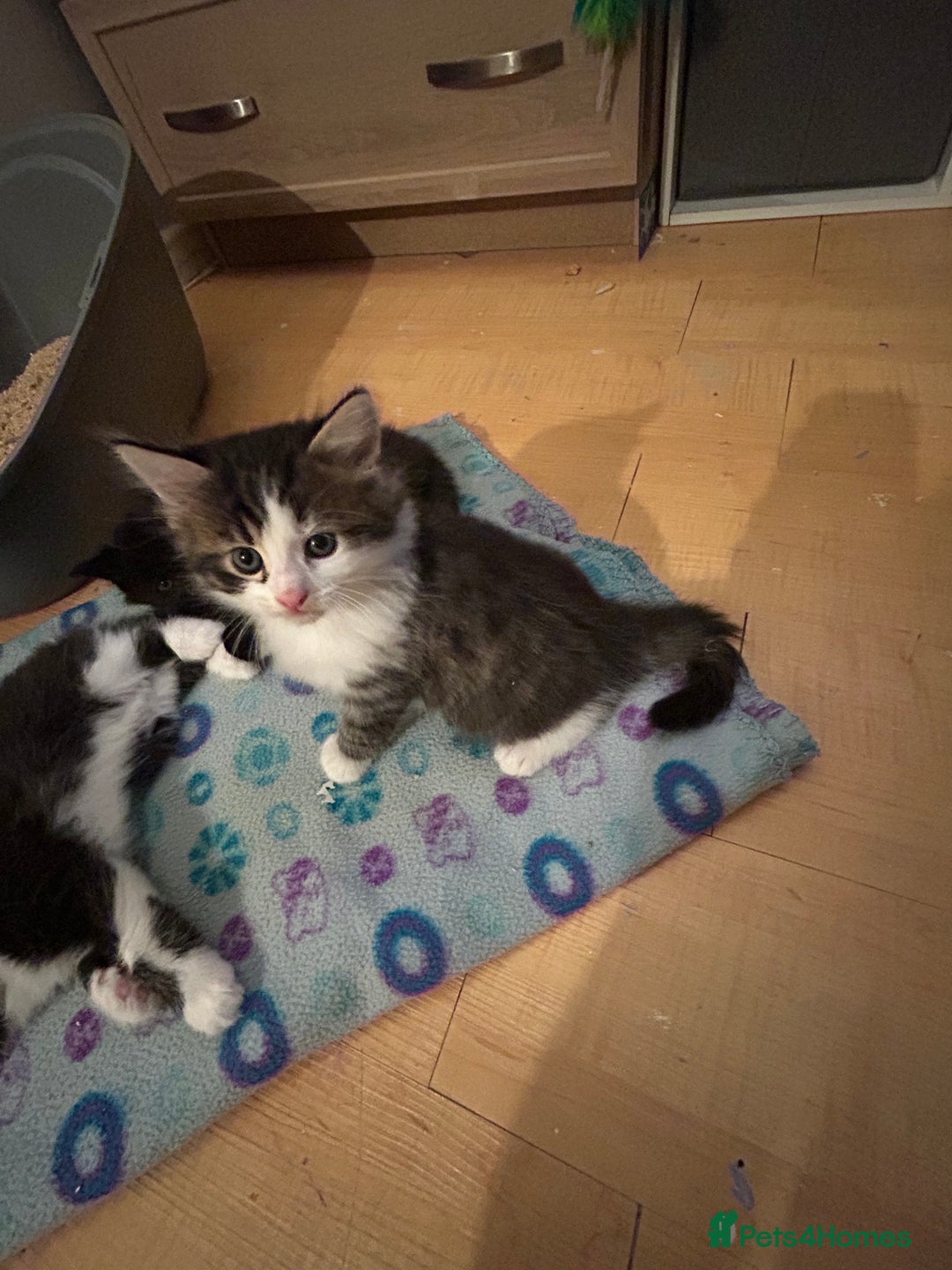 Mixed Breed cats for sale: 3 adorable kittens  - Image 7