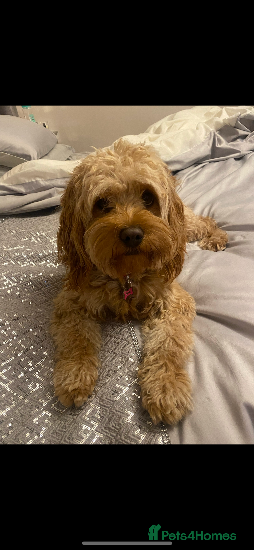 Cavapoo dogs for sale: Gorgeous F1b cavapoo pups  - Advert 2