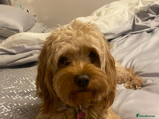 Cavapoo dogs Gorgeous F1b cavapoo pups - Advert 1