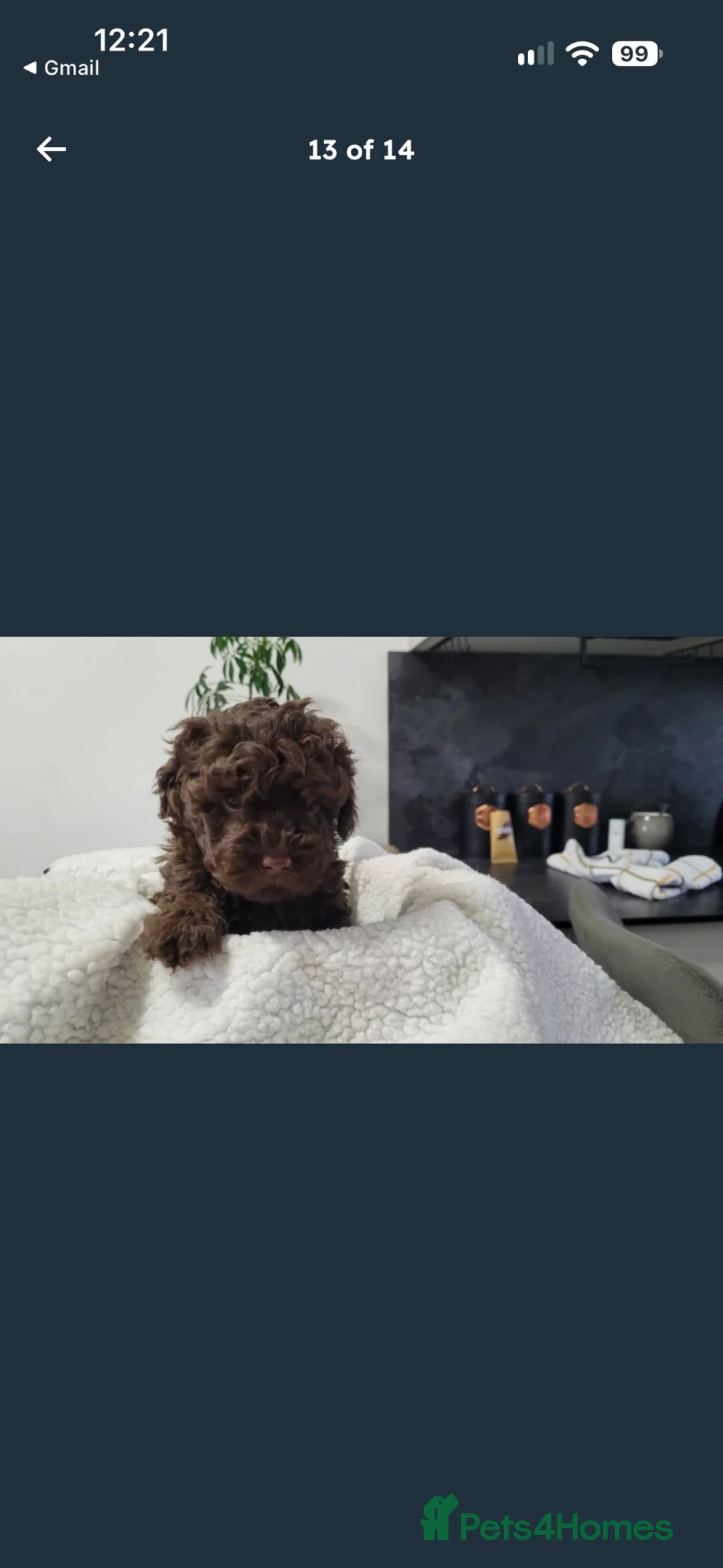 Sproodle dogs for sale: Toy Sproodle Puppies  - Advert 2