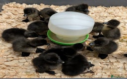 Ducks poultry for sale: Cayuga Ducks & Hatching Eggs in Penrith - Image 3