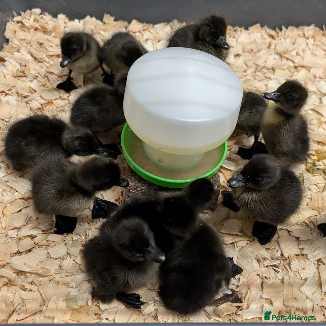 Ducks poultry for sale: Cayuga Ducks & Hatching Eggs in Penrith - Image 3