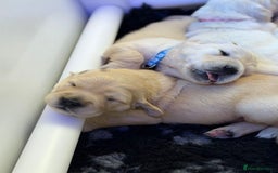 Golden Retriever dogs for sale: KC Reg Golden Retriever Pups - CHAMPION Bloodlines - Image 21