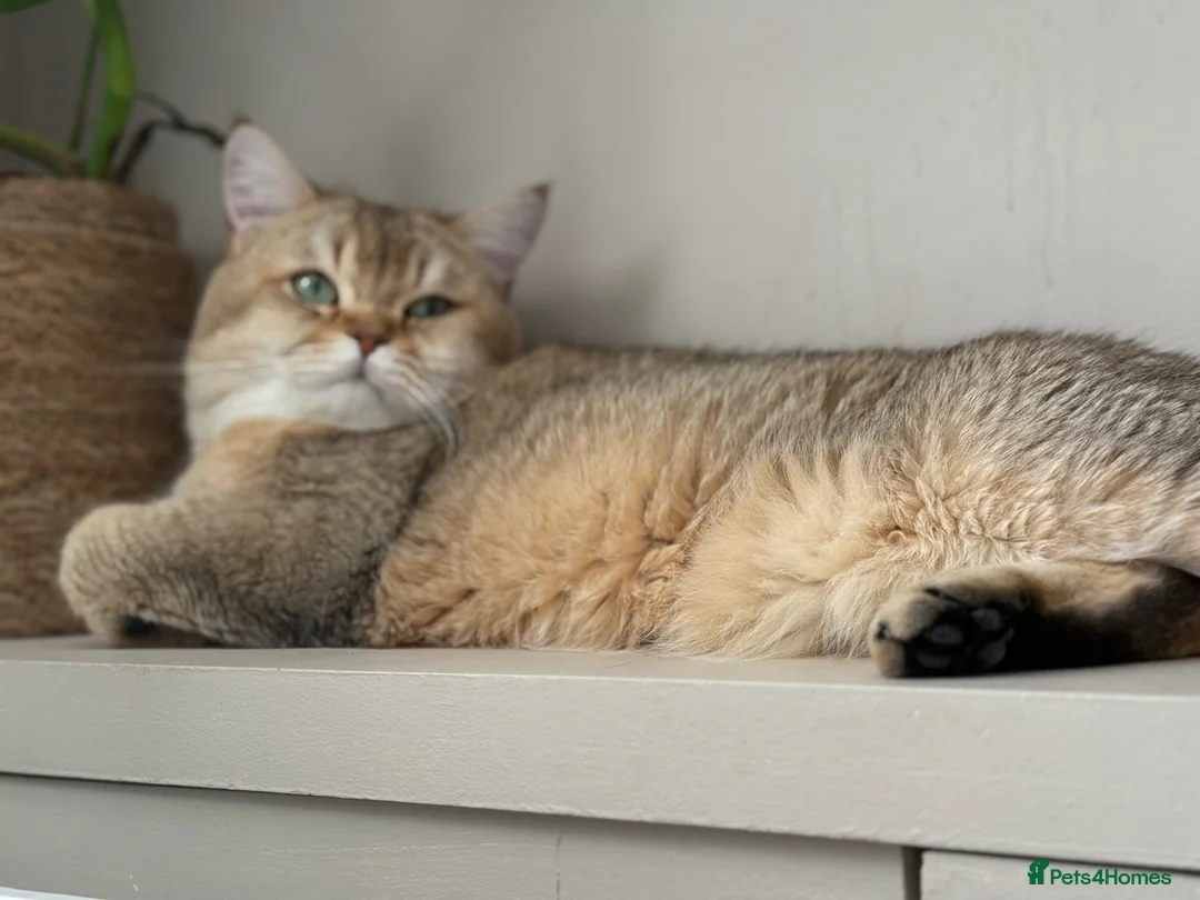 British Shorthair cats for sale: Gorgeous golden TICA long and shorthair kittens - Advert 8