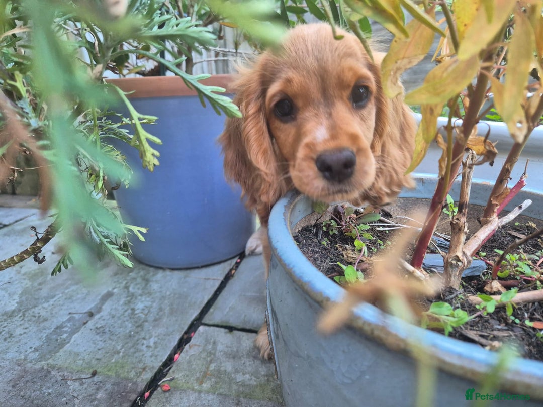 Cocker Spaniel dogs for sale: Female Cocker spaniel - Advert 4