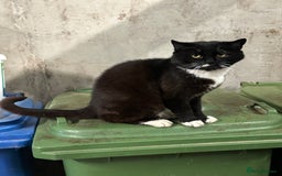 Mixed Breed cats for sale: KITTENS - Image 11