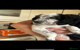 Cocker Spaniel dogs for sale: Excellent pedigree working Cocker Spaniel puppies - Image 12