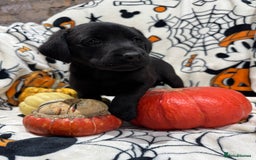 Labrador Retriever dogs for sale: Labrador pups - Image 11