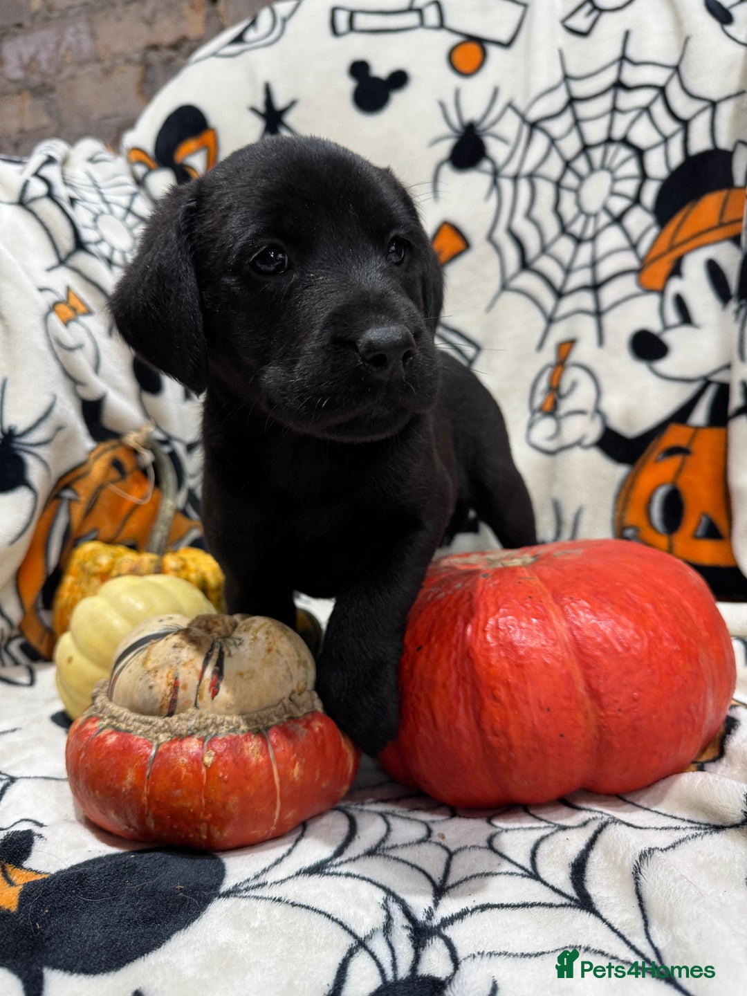 Labrador Retriever dogs for sale: Labrador pups - Image 11