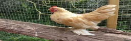 Chickens poultry for sale: Pekin Bantam Cockerels - Advert 6