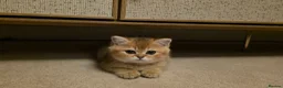 British Shorthair cats for sale: British Short hair in Camberley - Advert 4