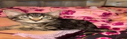 Mixed Breed cats for sale: Tabby girl in Saint Leonards-on-sea - Advert 2