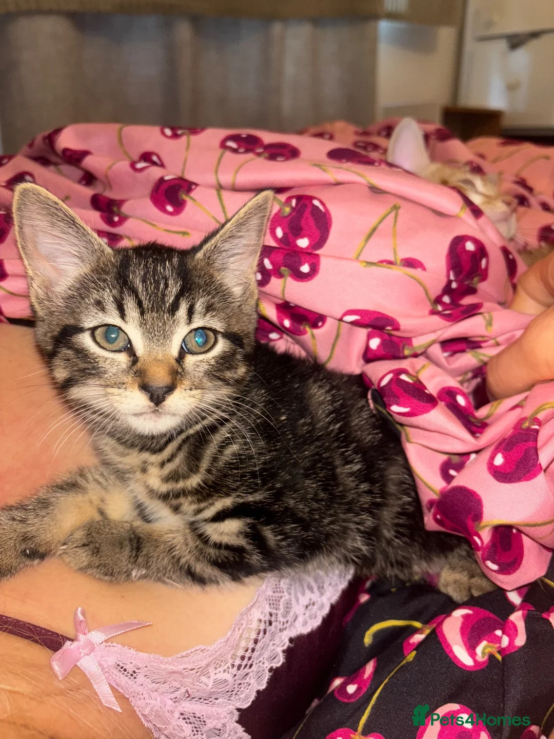 Mixed Breed cats for sale: Tabby girl in Saint Leonards-on-sea - Advert 2