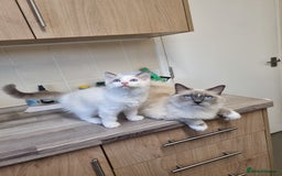 Ragdoll cats for sale: Ragdoll kittens  - Image 9