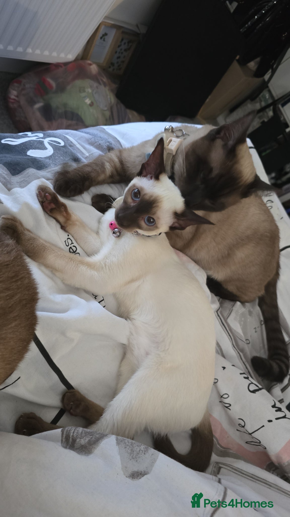 Siamese cats Stunning siamese ready for a loving home - Advert 14