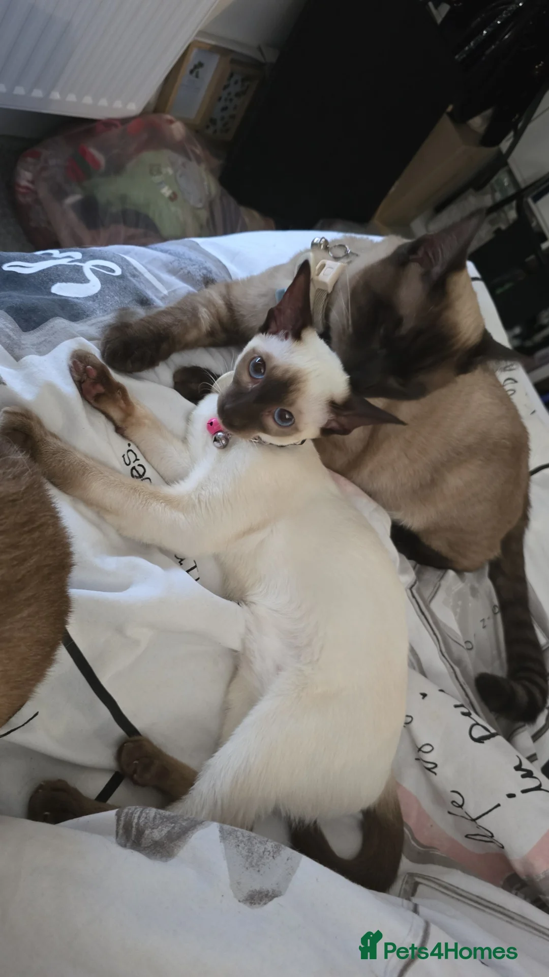 Siamese cats for sale: Stunning siamese ready for a loving home - Advert 1