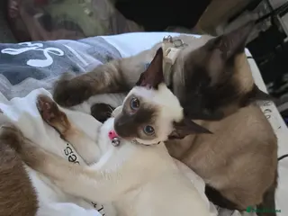 Siamese cats Stunning siamese ready for a loving home - Advert 14
