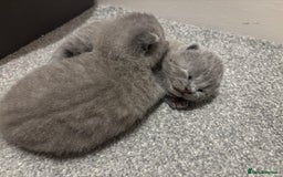 British Shorthair cats for sale: 5 generation pedigree BSH male kittens - Image 3