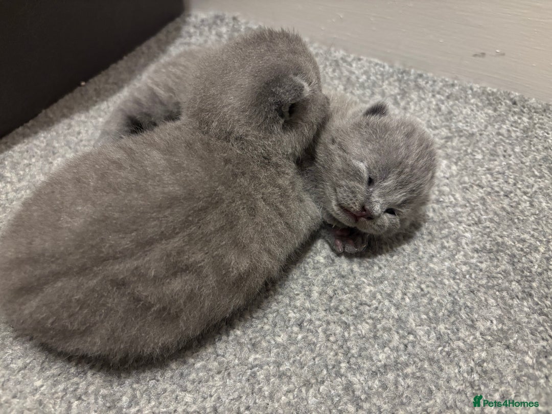 British Shorthair cats for sale: 5 generation pedigree BSH male kittens - Image 3