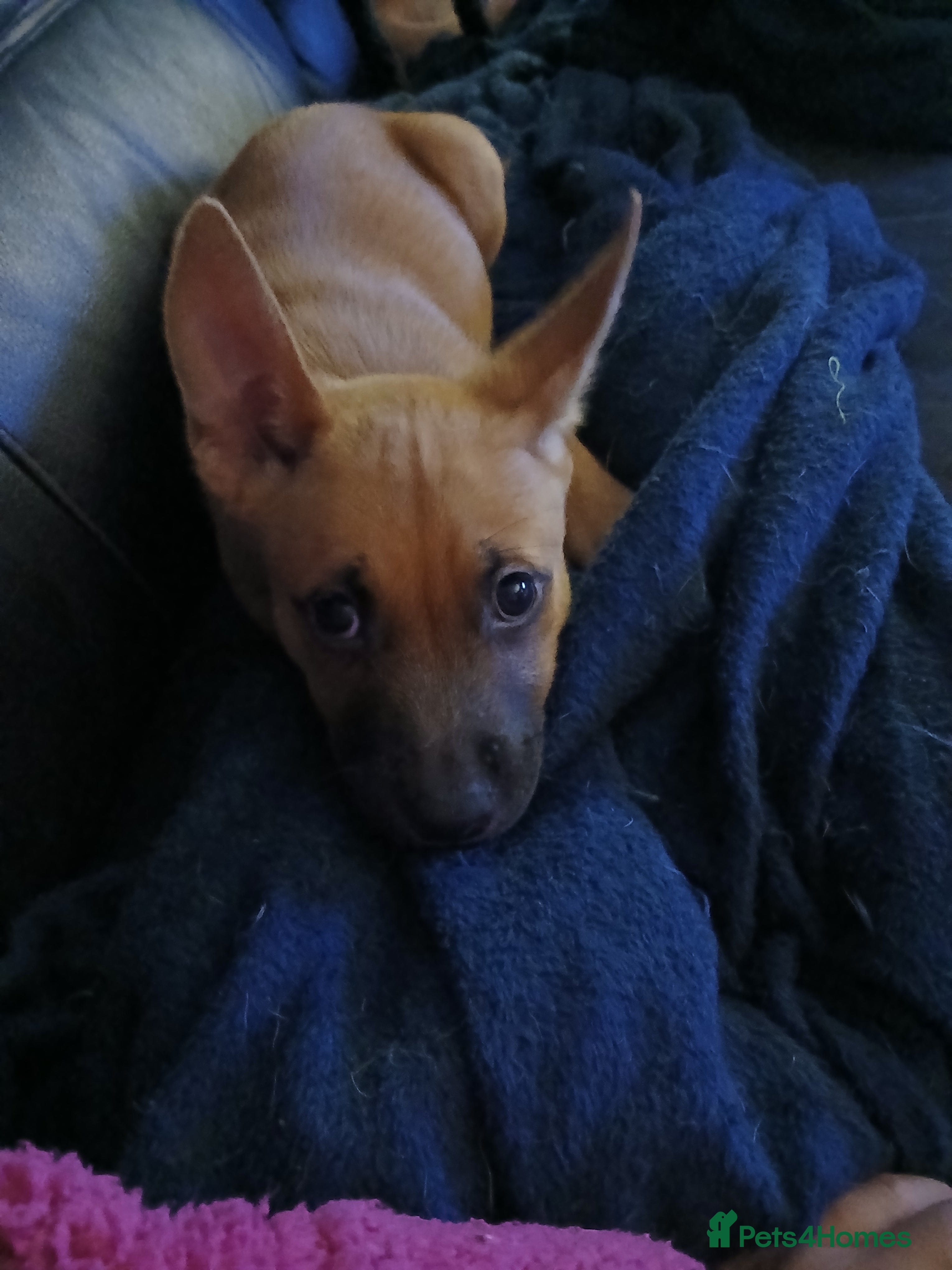 Mixed Breed dogs 1 female mal x  - Advert 11