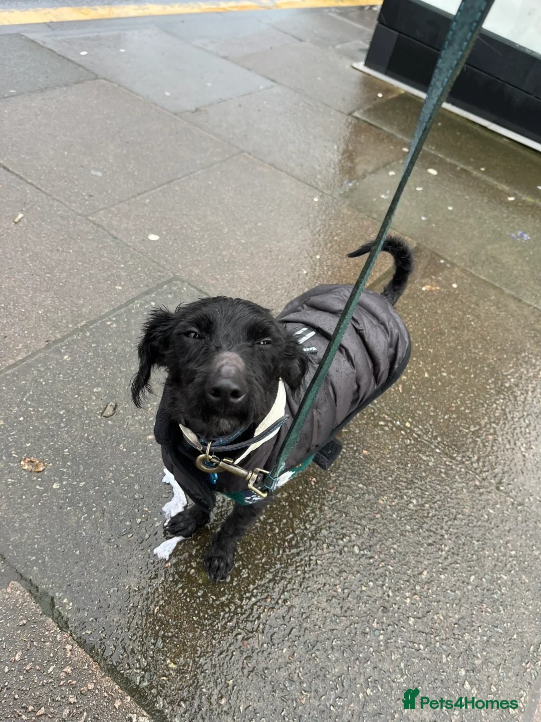 Yorkiepoo dogs for sale: 2 year old male Yorkiepoo for sale  - Advert 3