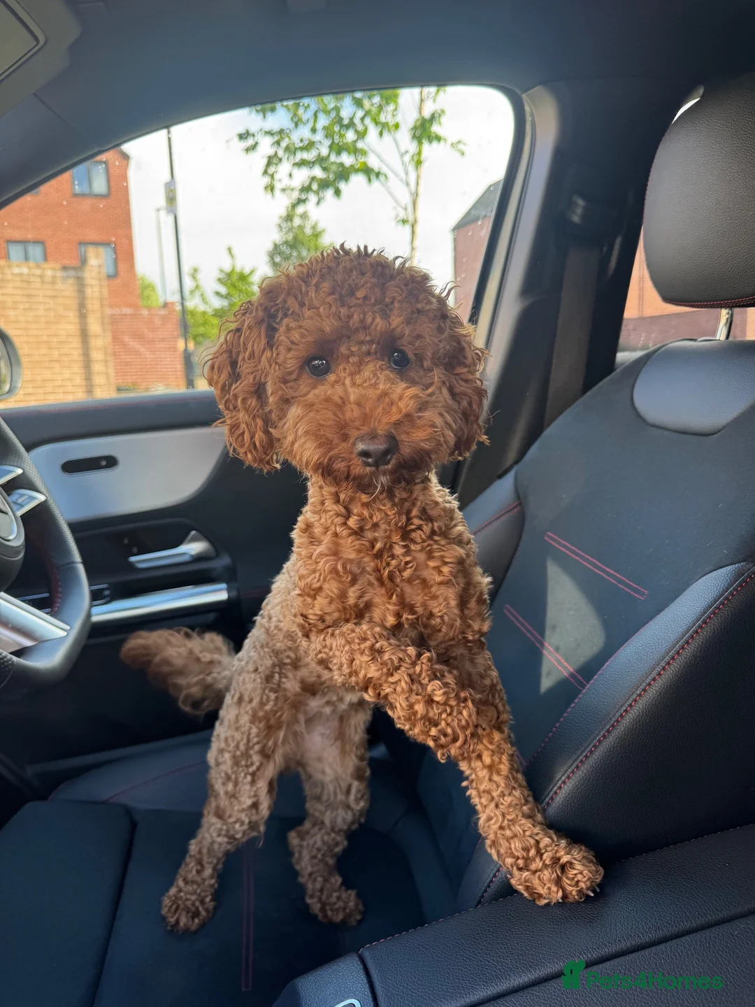Toy Poodle dogs for sale: Toy Poodle 🐾  - Advert 1