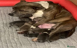 Staffordshire Bull Terrier dogs for sale: Purebred blue Staffordshire Bull terrier puppies - Image 9