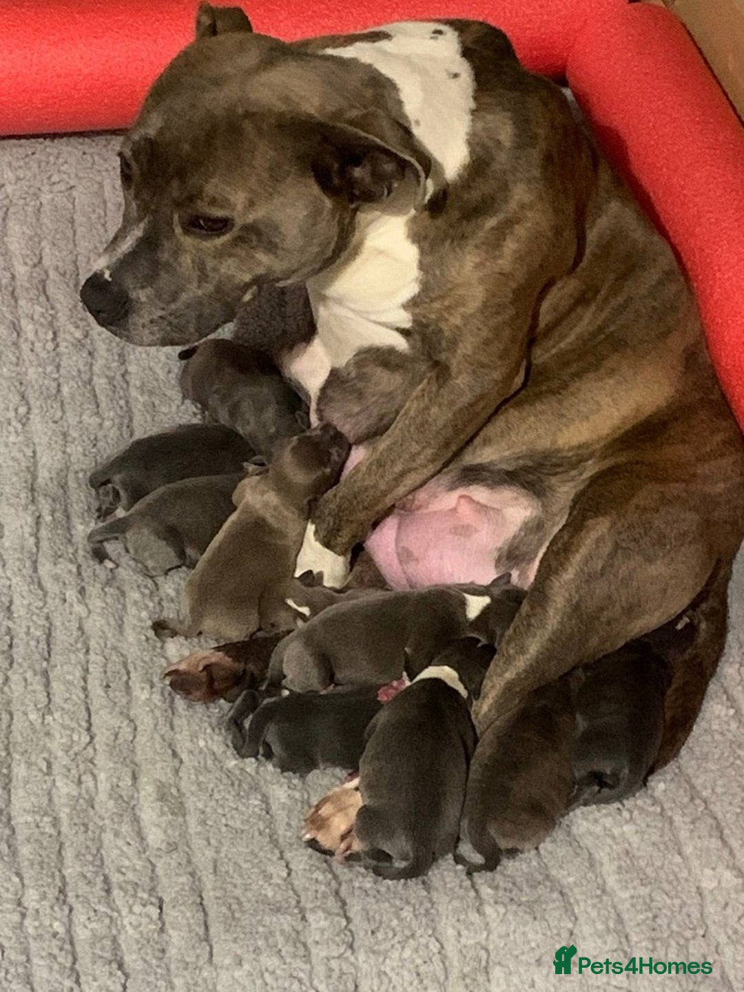 Staffordshire Bull Terrier dogs for sale: Purebred blue Staffordshire Bull terrier puppies - Image 9