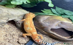 Leopard Gecko reptiles for sale: Green Tangerine male leopard gecko plus set up  - Image 8