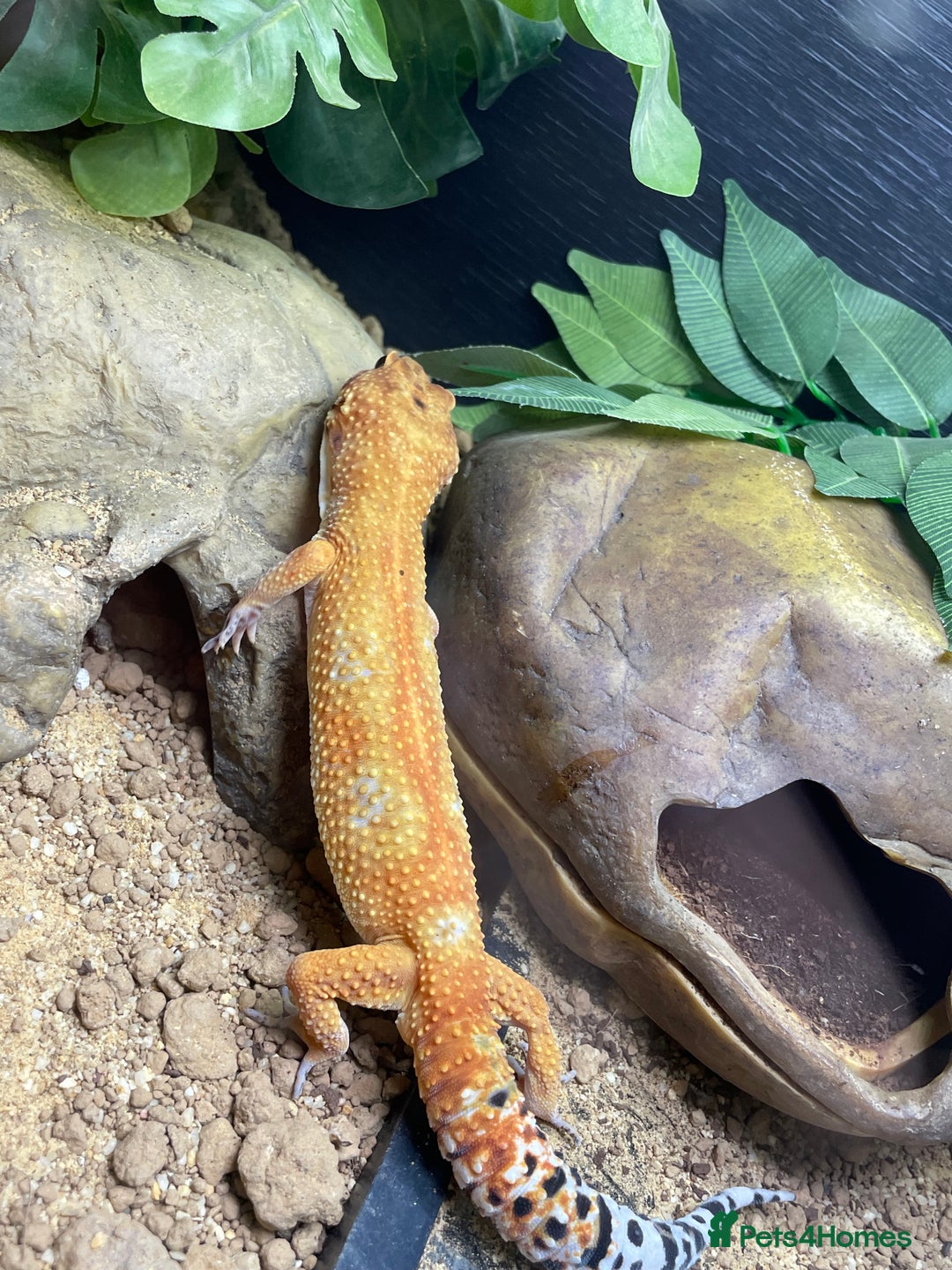 Leopard Gecko reptiles for sale: Green Tangerine male leopard gecko plus set up  - Image 8