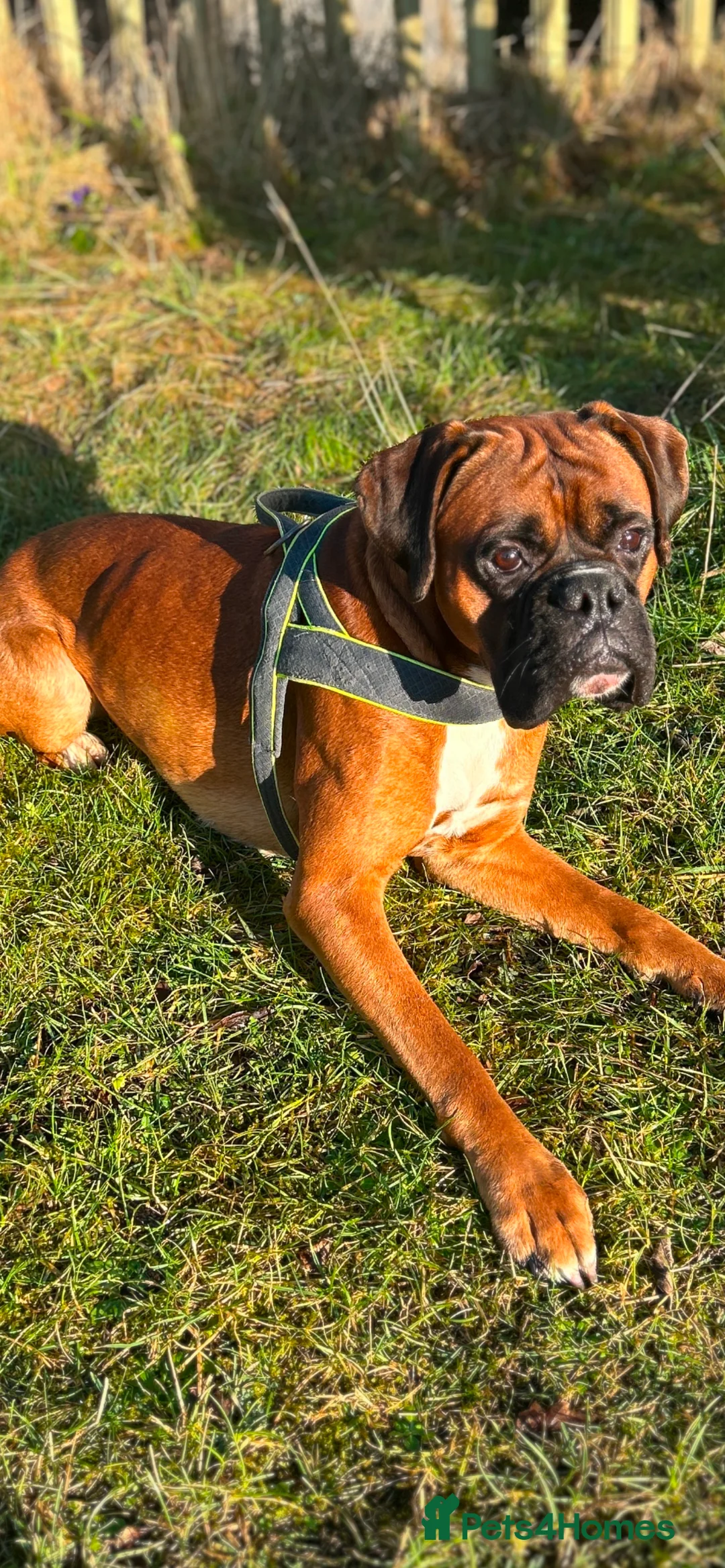Boxer dogs for stud: Proven Handsome KC reg boxer-Heart score 0 in Tredegar - Advert 4