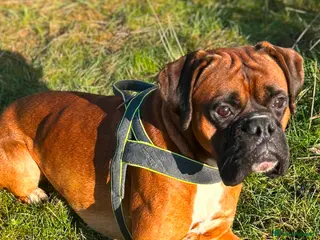 Boxer dogs Proven Handsome KC reg boxer-Heart score 0 in Tredegar - Advert 2