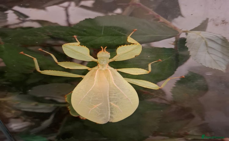 Stick Insects invertebrates - Advert 1