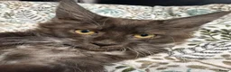 Maine Coon cats for sale: Gorgeous XL Russian line Maine Coon Kittens - Advert 23