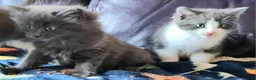 Ragdoll cats for sale: LONGHAIR/ MEDIUM HAIR RAGDOLL CROSS BSH - Advert 18