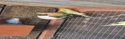 Budgerigars birds for sale: Baby budgies and baby cockatiel  in Norwich - Advert 6