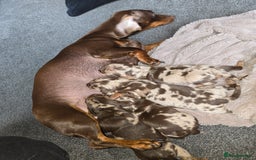 Miniature Dachshund dogs for sale: Dapple miniature dachshund - Image 13