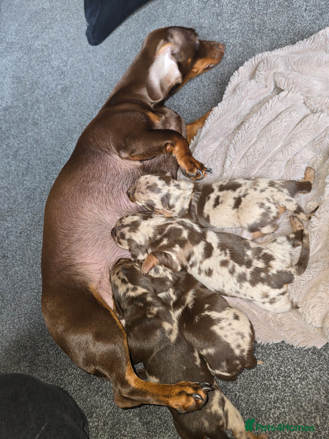 Miniature Dachshund dogs for sale: Dapple miniature dachshund - Image 13