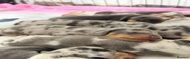 Dachshund 2