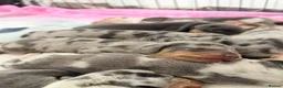Dachshund dogs for sale: 6 beautiful dachshund boys in Telford - Advert 5