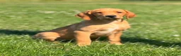 Goldador dogs for sale: Health Tested Goldador Puppies - Advert 1
