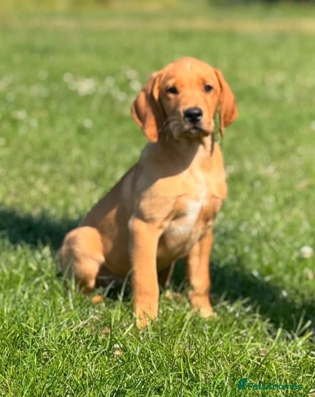Goldador dogs for sale: Health Tested Goldador Puppies - Advert 1