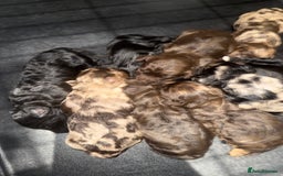 Toy Poodle dogs for stud: Chocolate Merle Toy Poodle at stud  - Image 10