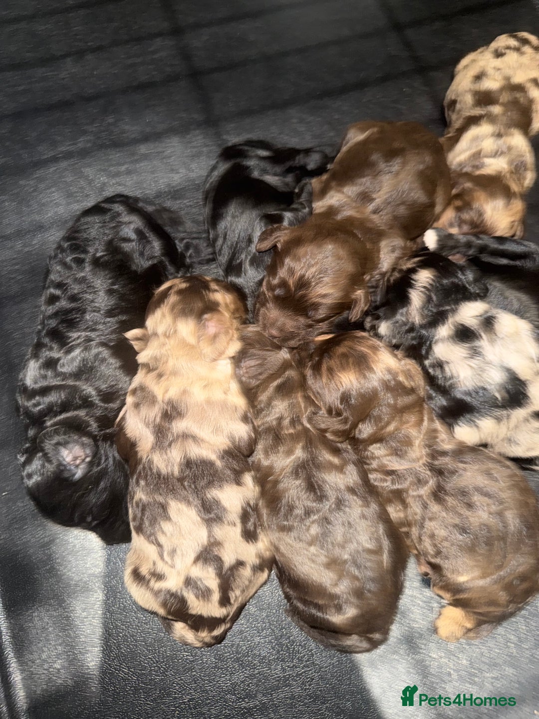 Toy Poodle dogs for stud: Chocolate Merle Toy Poodle at stud  - Image 10