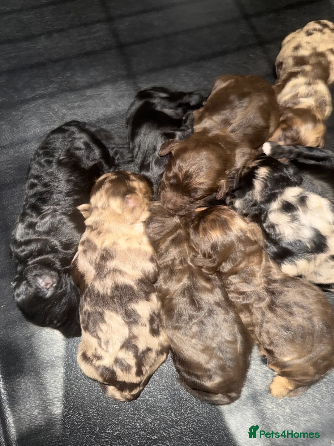 Toy Poodle dogs for stud: Chocolate Merle Toy tri gene stud  - Advert 10