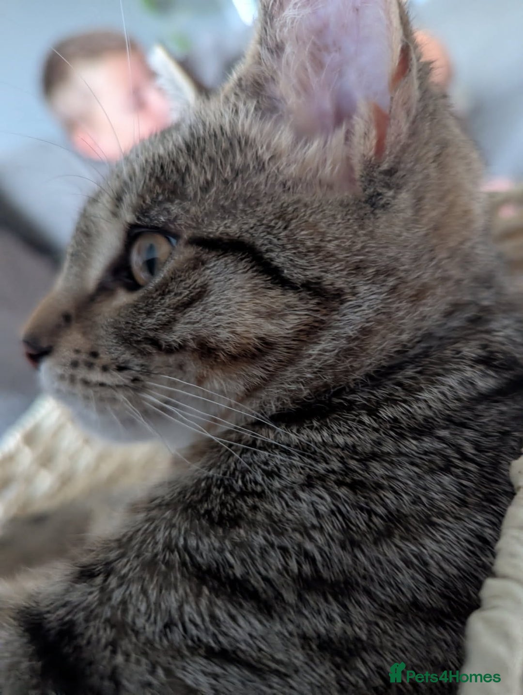 Bengal cats for sale: Cat for sale - Image 6