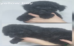 Cockapoo dogs for sale: READY NOWToy f1b cockapoo  - Image 10