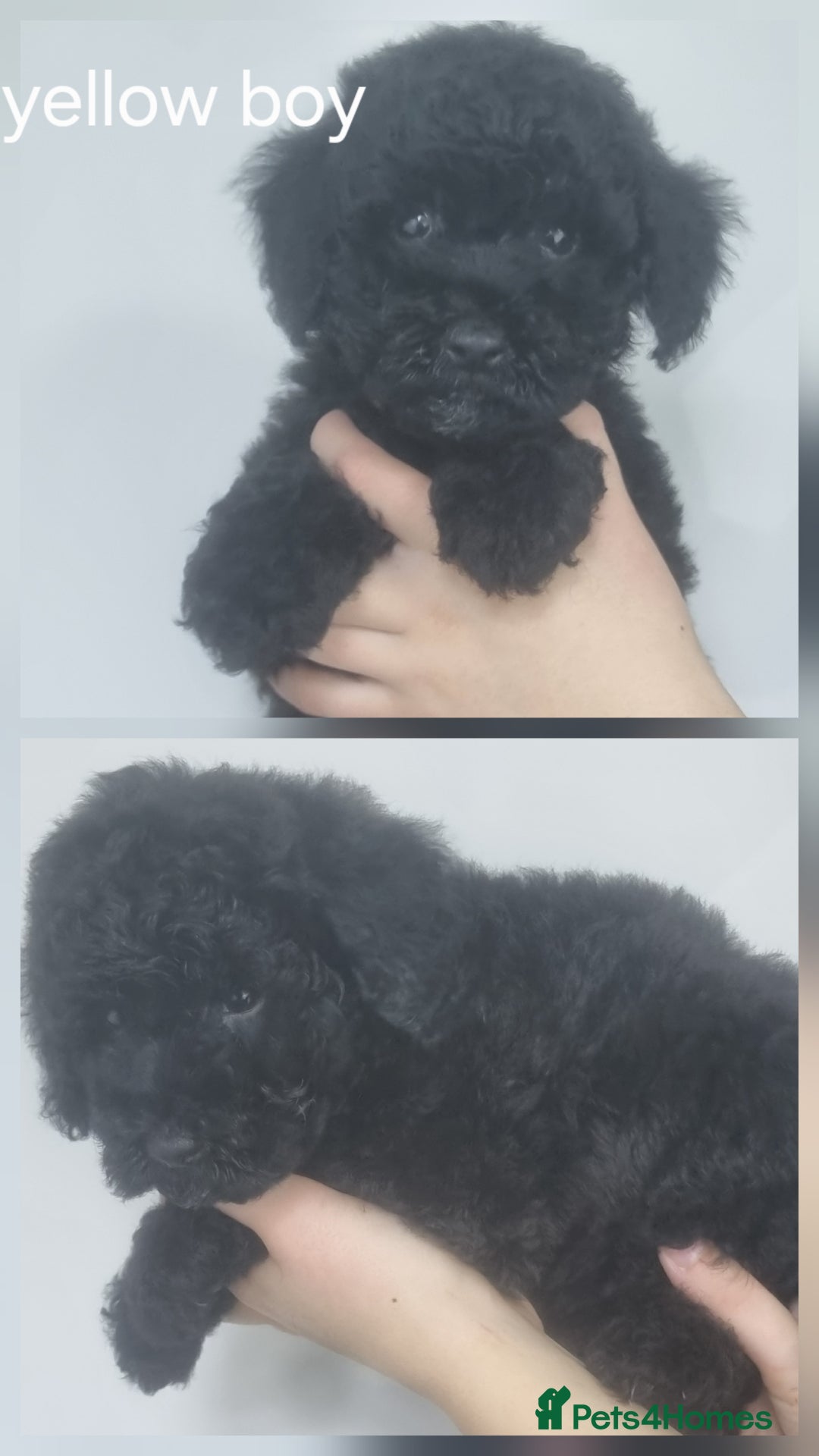 Cockapoo dogs for sale: READY NOWToy f1b cockapoo  - Image 10